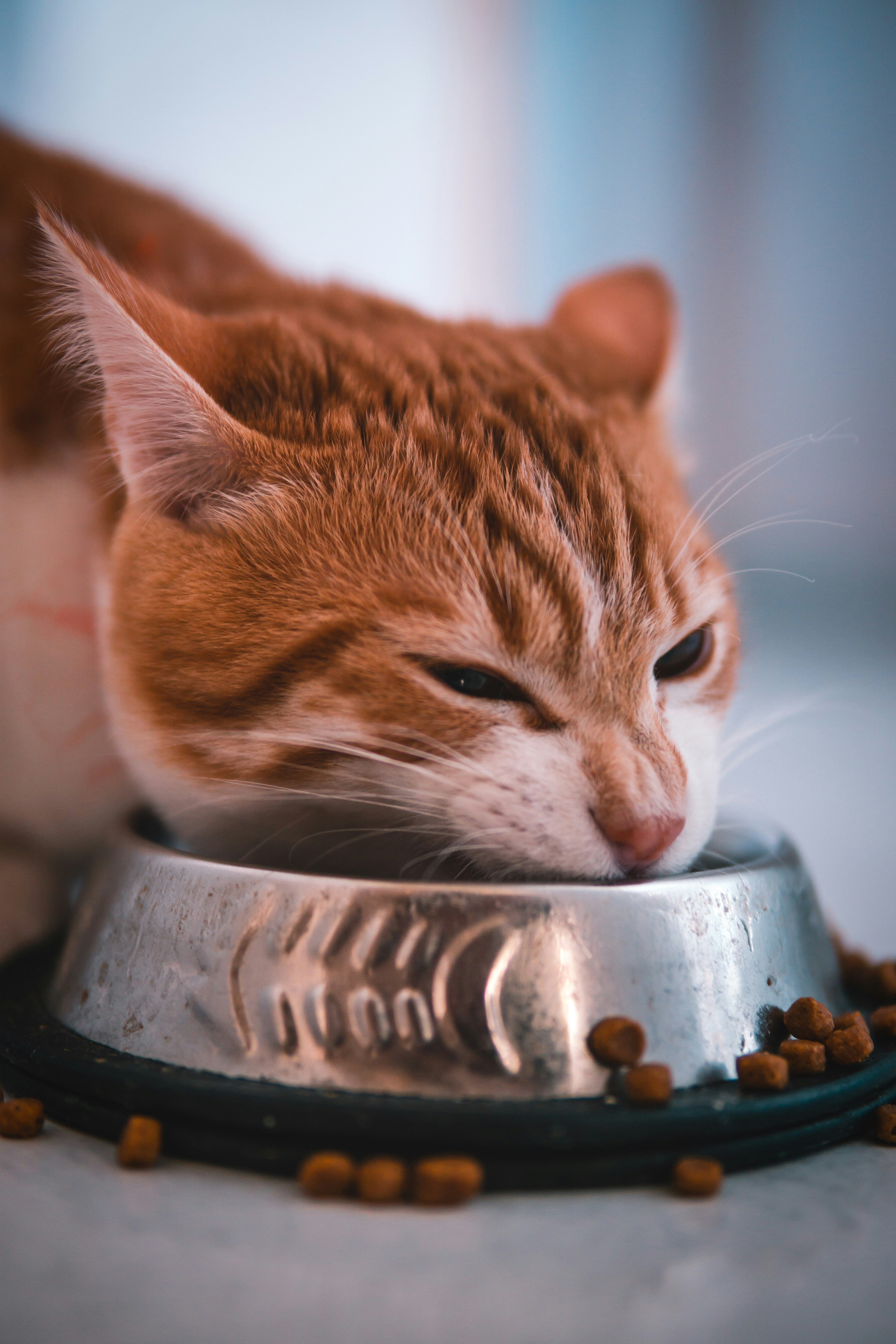 Image of cat eating from bowl